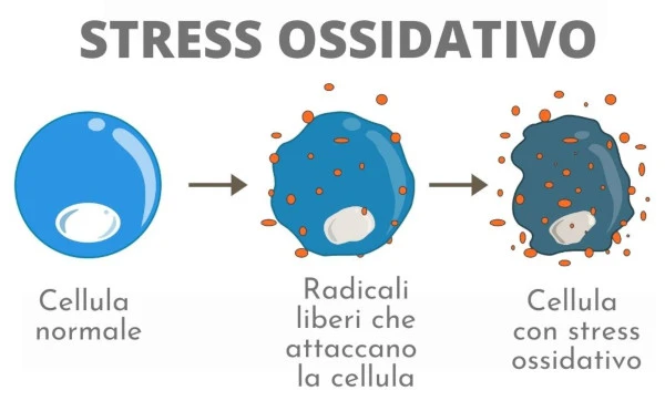 Stress Ossidativo, Dislipidemia e Rischio Cardiovascolare: il Ruolo Fondamentale dell’Alimentazione