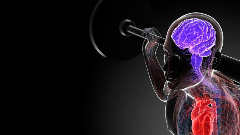 Microbiota intestinale, cervello e sport: come l’intestino può influenzare la performance